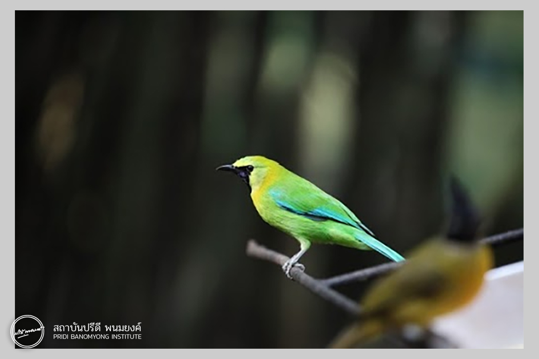 ภาพ: นกเขียวก้านตองปีกสีฟ้า หรือ นกเสรีไทย ที่มา: วิกิพีเดีย