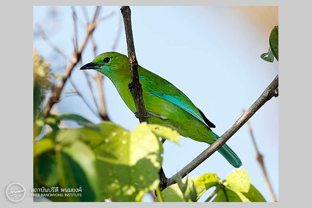 ภาพ: นกเขียวก้านตองปีกสีฟ้า หรือ นกเสรีไทย (ตัวเมีย) ที่มา: วิกิพีเดีย
