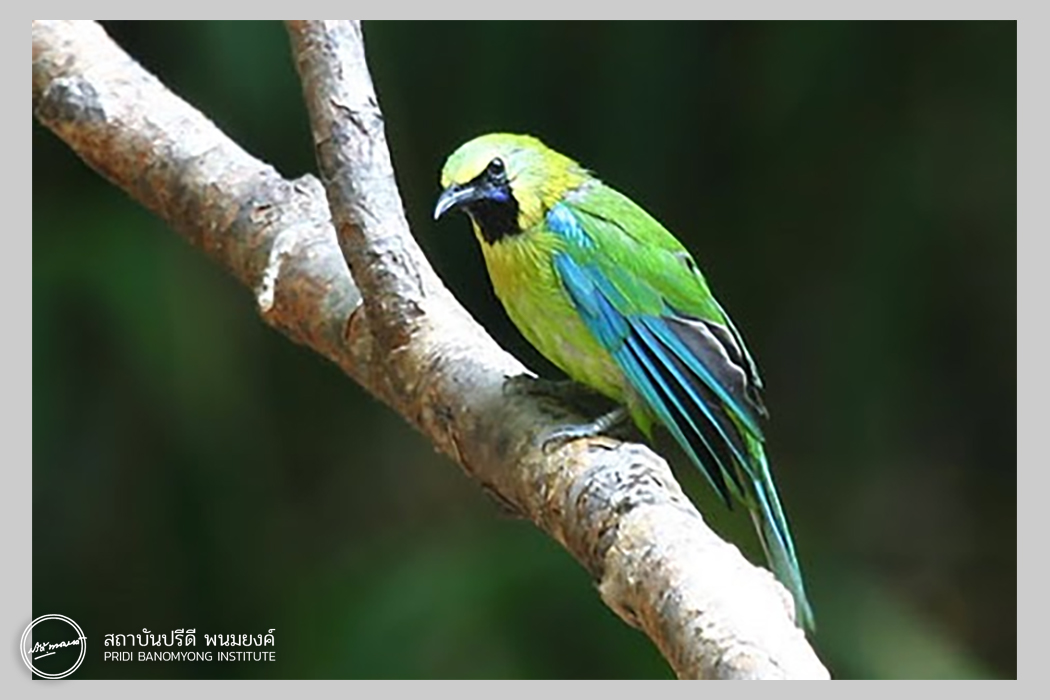 ภาพ: นกเขียวก้านตองปีกสีฟ้า หรือ นกเสรีไทย (ตัวผู้) ที่มา: วิกิพีเดีย