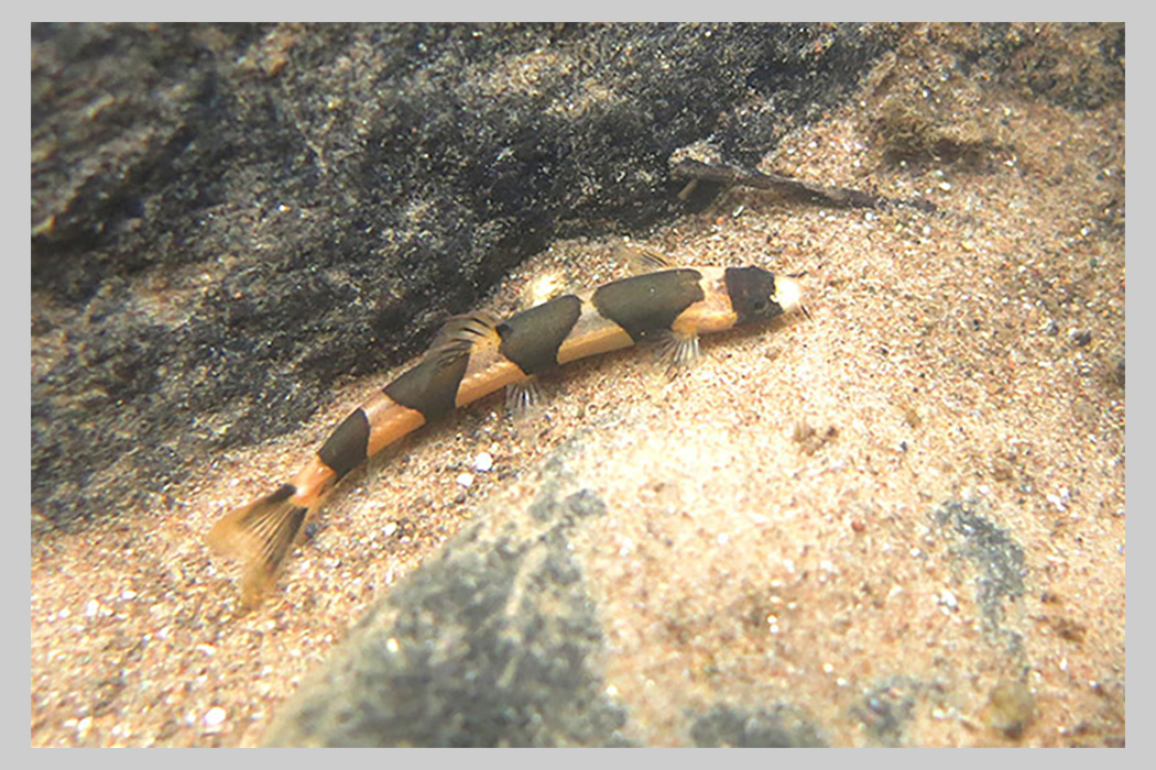 ปลาปล้องทองปรีดี (Schistura Pridii) ที่มาภาพ : fishbase.net